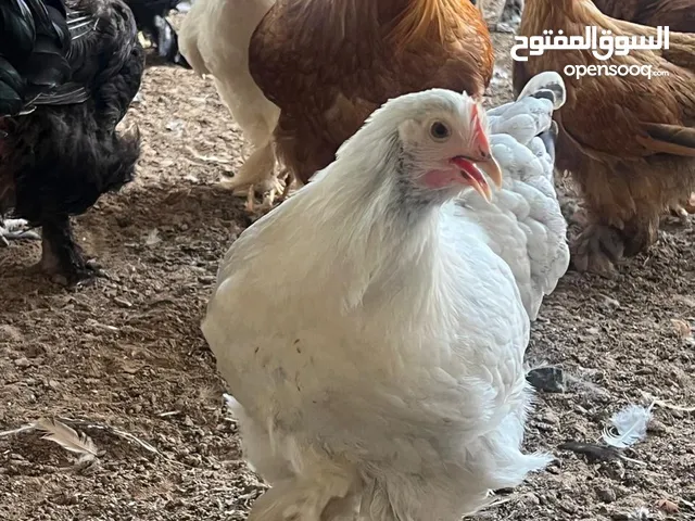 دياي كوشن العملاق