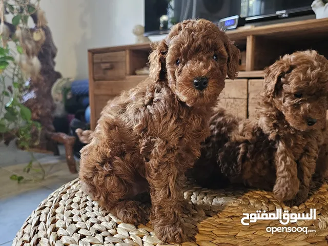 CUTE LITTLE RED TOY POODLE PUPPIES AVAILABLE