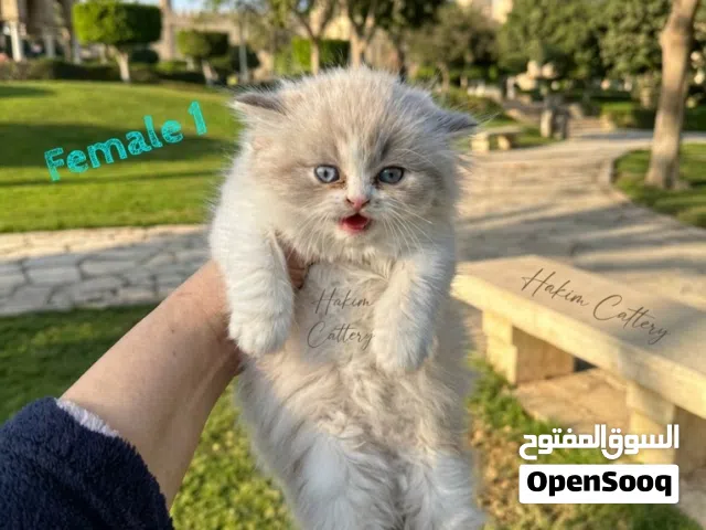 Ragdoll Pure Females – 50 Days  إناث راغدول بيور عمر 50 يوم