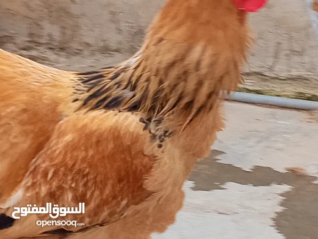 ديك براهمه