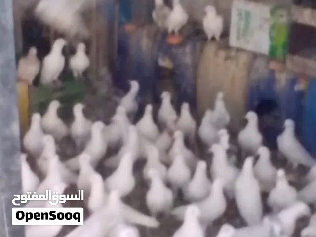 سلام عليكم يوجد 15 جوز حمام بلدي ابيض شغل زغليل مكفول