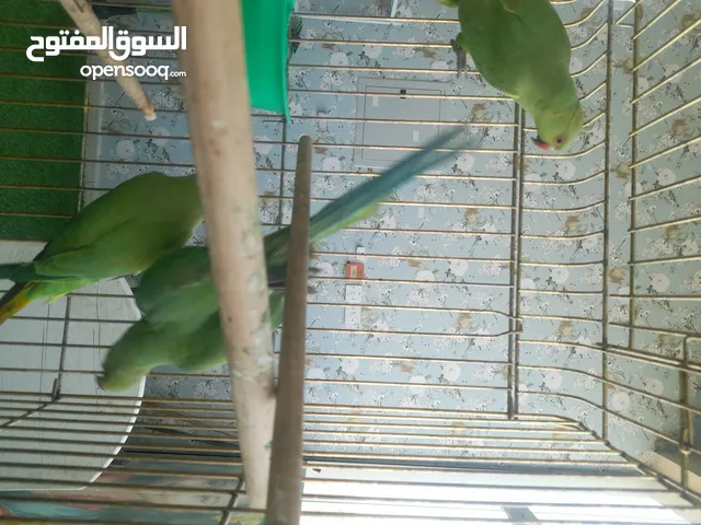 درة للبيع جميلات