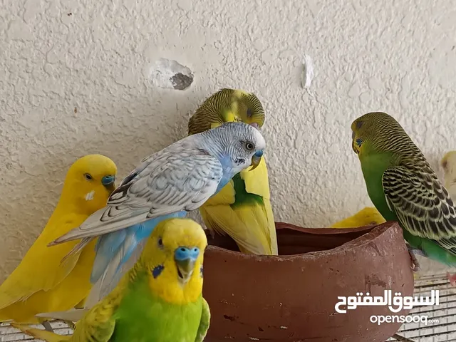 Budgies Home breeded
