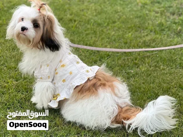 Mixed small dog- free adoption!