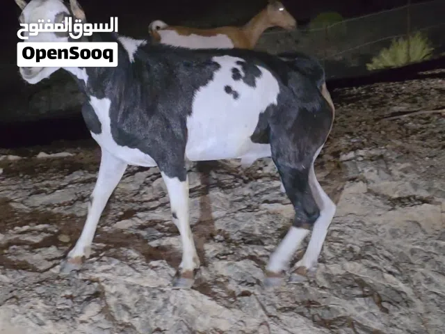للبيع سخل صلالة اصل