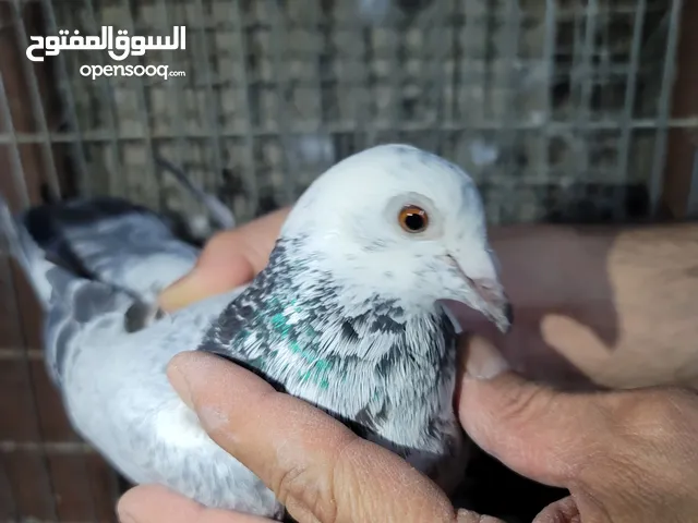 سلام عليكم زوج زواجل