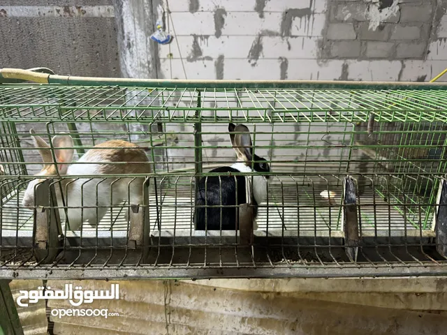 بطاريات أرانب حق انتاج الأرانب وفقسات بيض