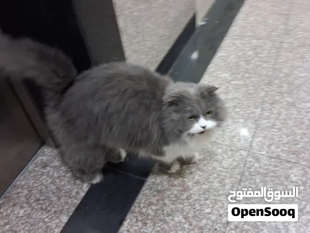 قطه للبيع جميله