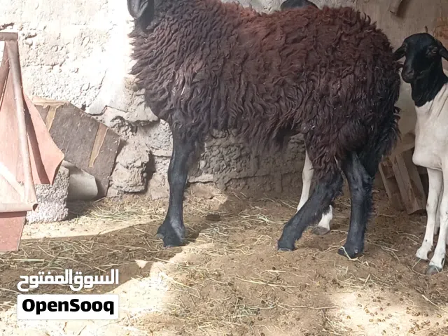 كبش للبيع 170 من نهايه