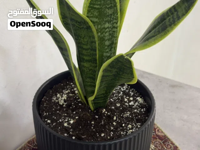 نبتة الثعبان (Snake Plant)