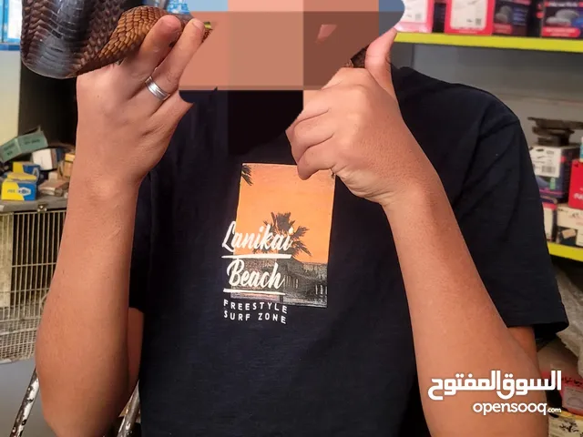 بيع جميع انواع الثعابين