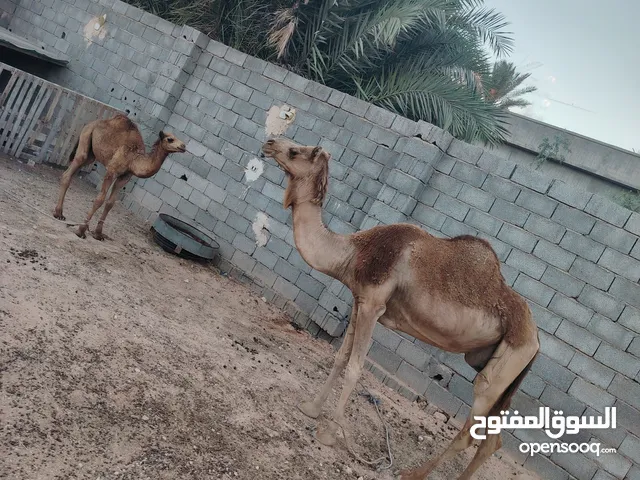 ناقة وطنية تحتها حوار مكانها زليتن
