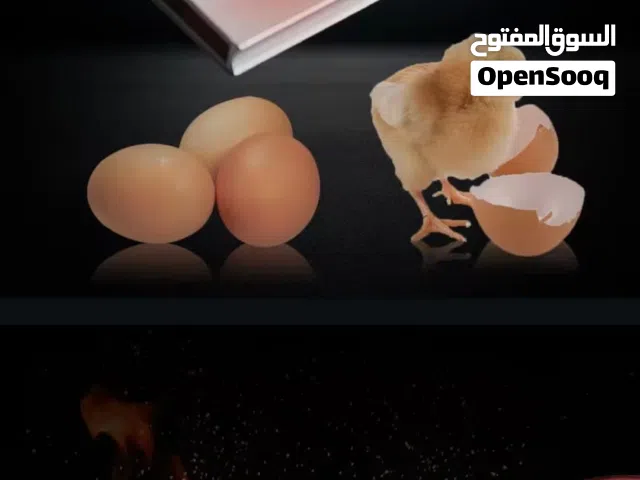 خدمات الفقاسات وأجهزة التفقيس المتكاملة من يمن بلازا*  كل ما تحتاجه في مجال تربية الدواجن والطيور مت