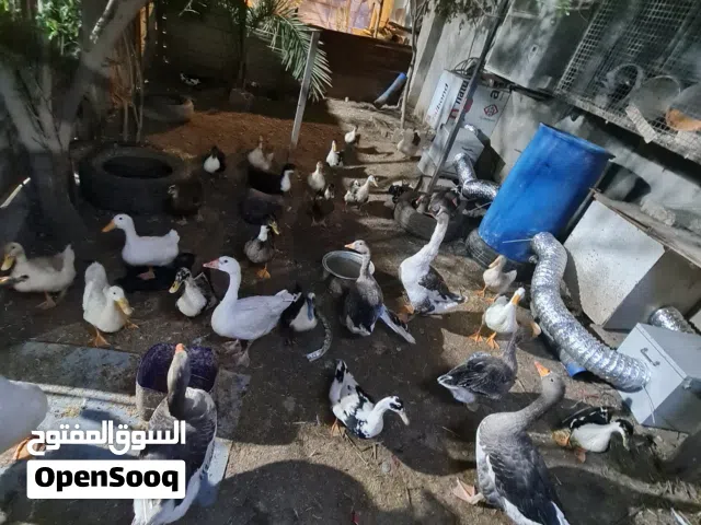 بشوش بياضات انثاية سعر الزوج 15 الف