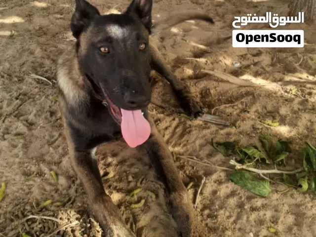 مالينوا بلجيكي دغنيجه كاملة