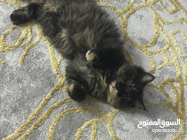قطه صغيره عمرها 6 شهور