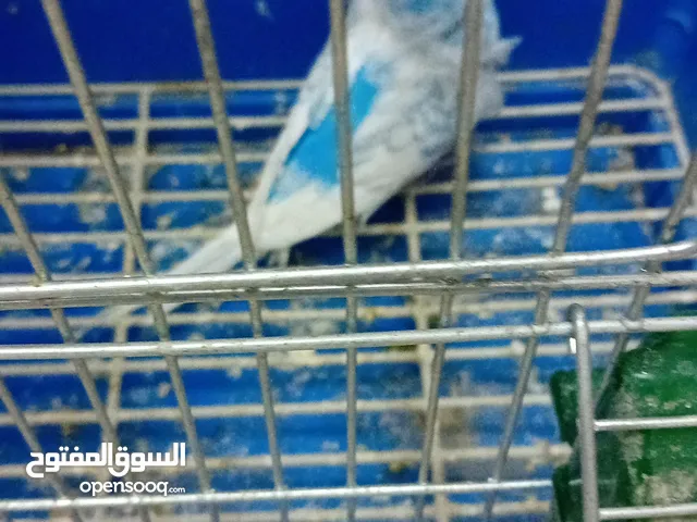 متاح 6 فراخ حب مشكلات رينبو البينو هوقو وفرخ كوكتيل و15 فرخ جنه