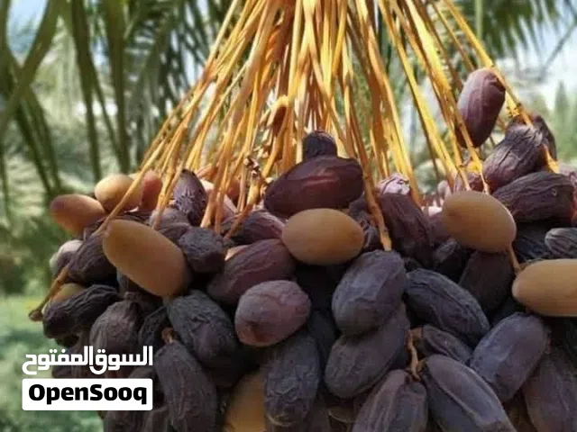 مزرعة نخيل ملوكيه من اروع مزارع نخيل الغور والكرامه فرصه اسستماريه بعائد ممتاز انتاج 45طن سنوي بعائد