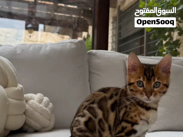 قطط بنغال Bengal cats