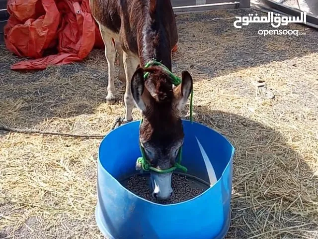 حمار للبيع