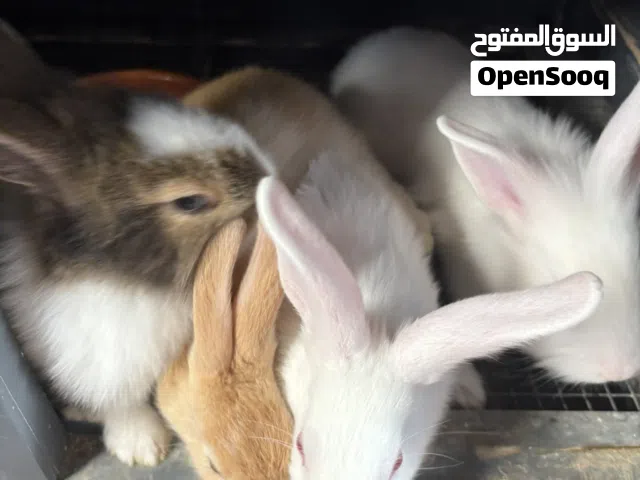 أرانب صغيرة  – إنتاج منزلي بعناية واهتمام