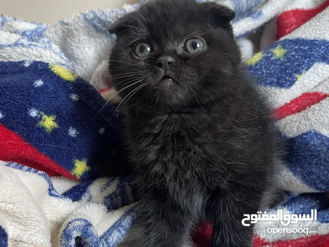 Scottish Fold Balck “male” Scottish Fold Exotic Long Hair Ash Black “Male”