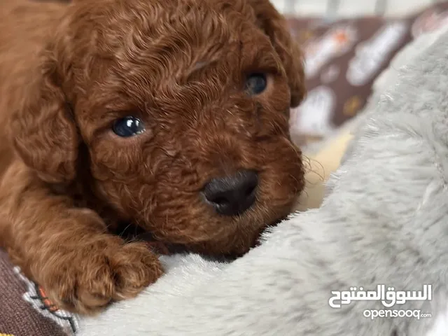 toy poodle for sale in Jordan