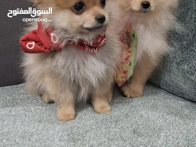 جروين بوميرينيان بعمر شهرين للبيع في قطر Adorable 2-Month-Old Pomeranian Puppies for Sale in Qatar