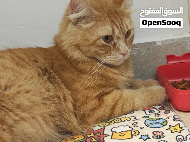 قط معقم ومطعم للتبني