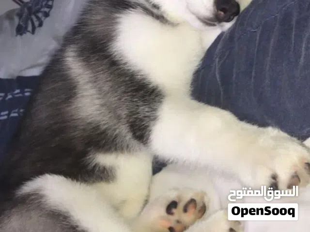 كلب هاسكي عمره 70 يوم