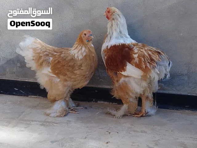 عتوقة وديك براهما ليموني طوق ابيض بعمر 4 شهور والله اعلم