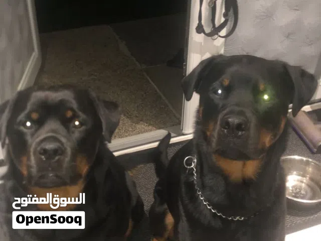 مطلوب ذكر روت وذكر جيرمن مستوى عالي للشراء الفوري