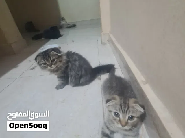 Scottish fold for sell , سكوتش فولد للبيع