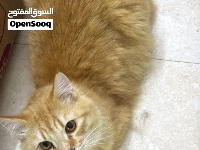 قطط سكوتش وشيرازي cats