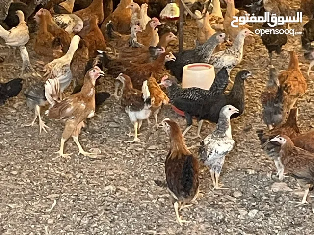 دجاج عماني فرنسي هجين بصحه جيده للعمر 3 شهور