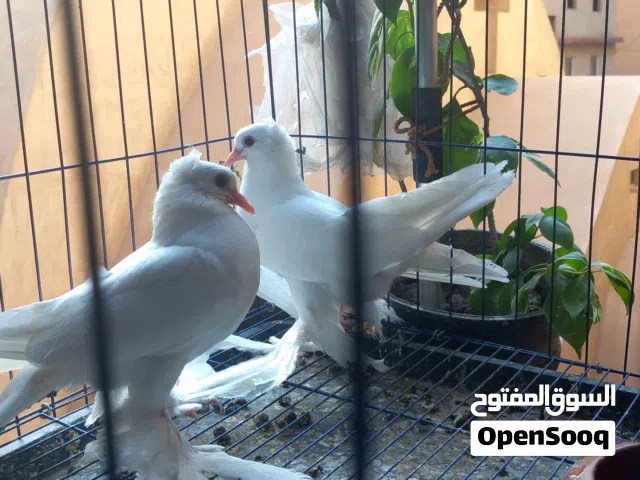 شباب حمام شقلباظ