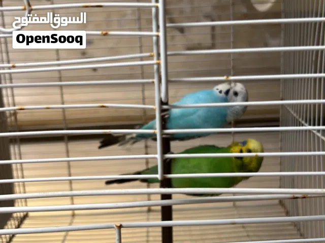 Badji pair for sale health and hygiene with a large cage and a nest