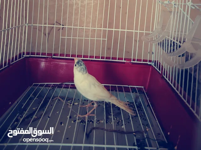 فحل كنار ابيض ازعاج