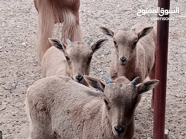 انتاج غزال الودان زوز جديان وعناق العمر شهرين