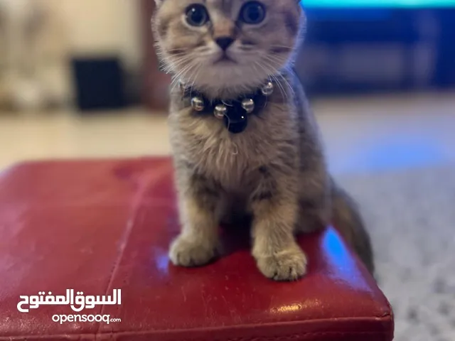 Pure scottish fold