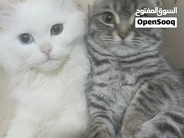 قطط لتبني قطتين مع بعض ومتعودين على بعض ونضاف ولعوبات