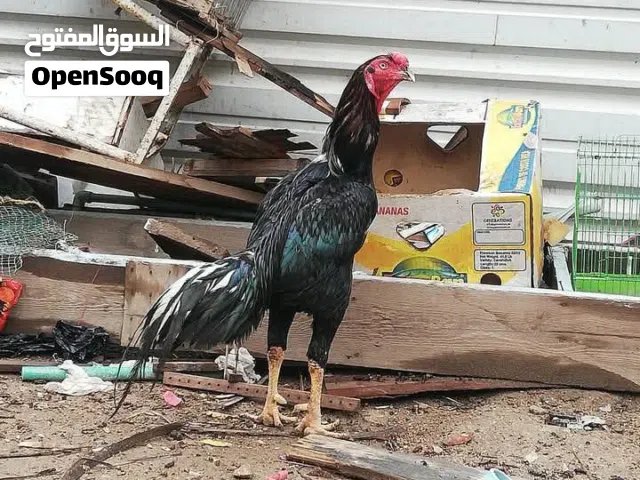 مطلوب دجاج هندي للبيع كبار أو صغار للبيع مكاني ابي الخصيب العنده يدخل خاص موجود واتساب