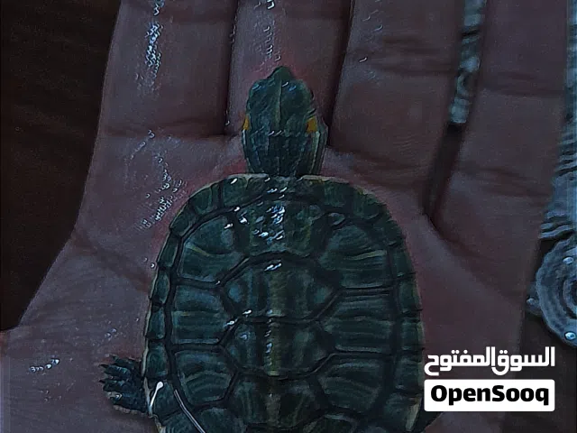 سلاحف راد اير أو سلاحف ذات الاذن الحمرا