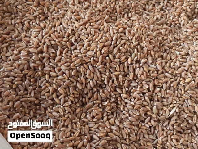 بذور قمح هلباء محلي محصول عام 2026 وزن 50 كيلو