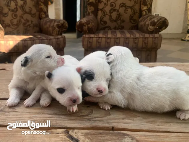 Chienloup Pups For Sale