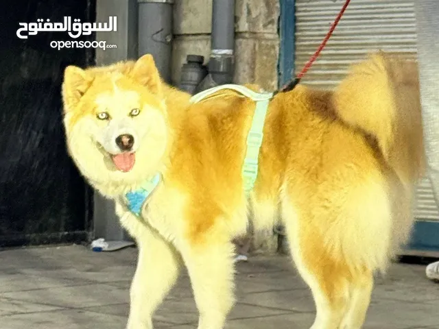 انثى لاسكه عمره 9 شهور قريب تطلب وزاج اول مره