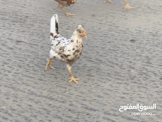 للبيع دجاج
