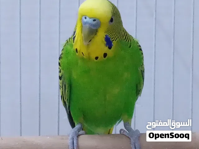 إعلان بيع طير بادجي ذكر 3 اقفاص