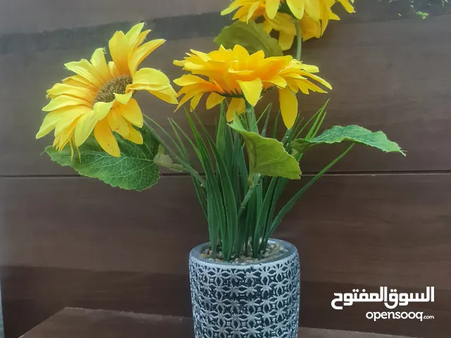 مزهريات مختلفة جميلة