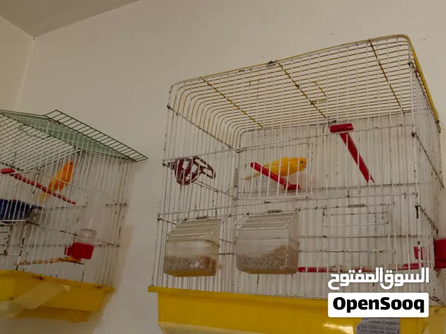 كناري صوت نار